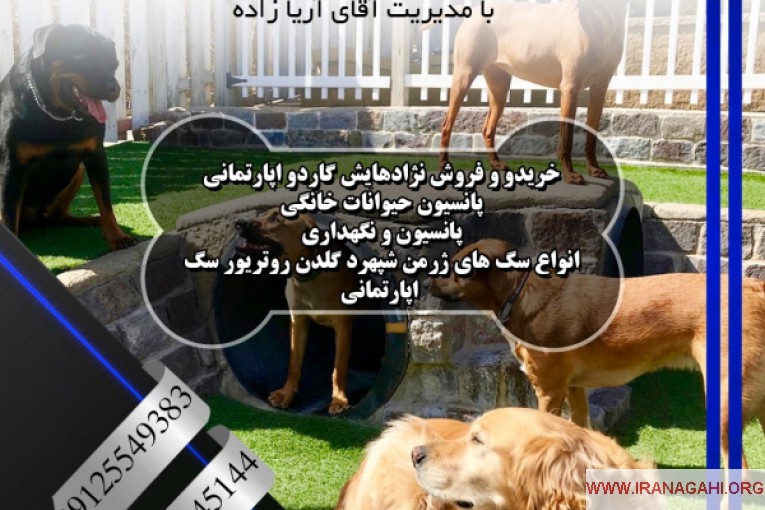 فروش سگ روتوایلر در باغ فردوس | پانسیون سگ آریا کنل 