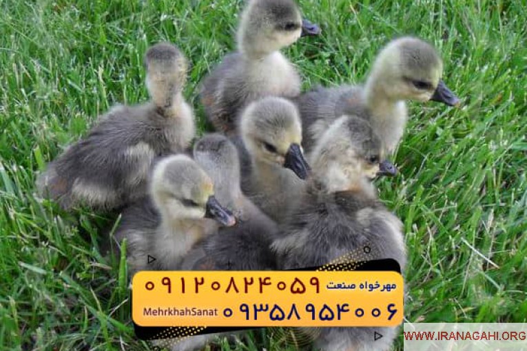 جوجه غاز گوشتی