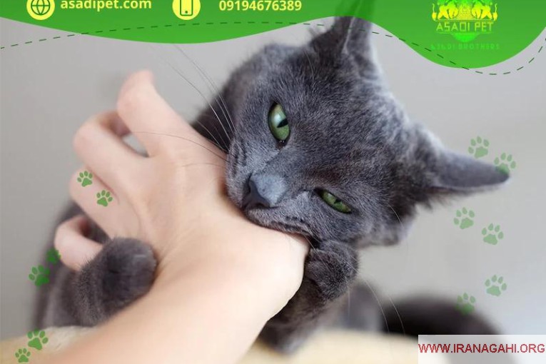 فروشگاه تخصصی سگ و‌ گربه قیطریه