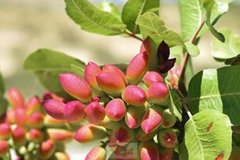 با یک خرید مطمئن، آینده را تضمین کنید