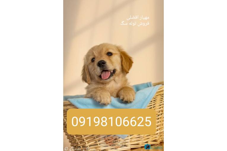 گلدن رتریور فروشی