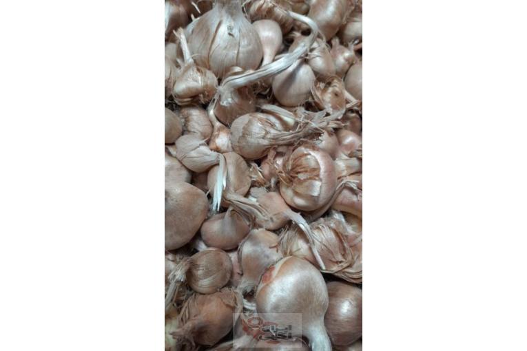کاشت پیاز زعفران