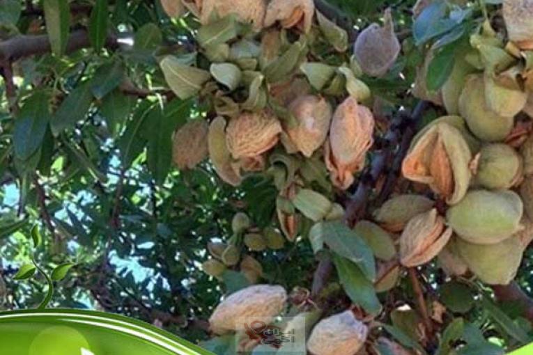 فروش نهال بادام اصلاح‌شده با باردهی تضمینی