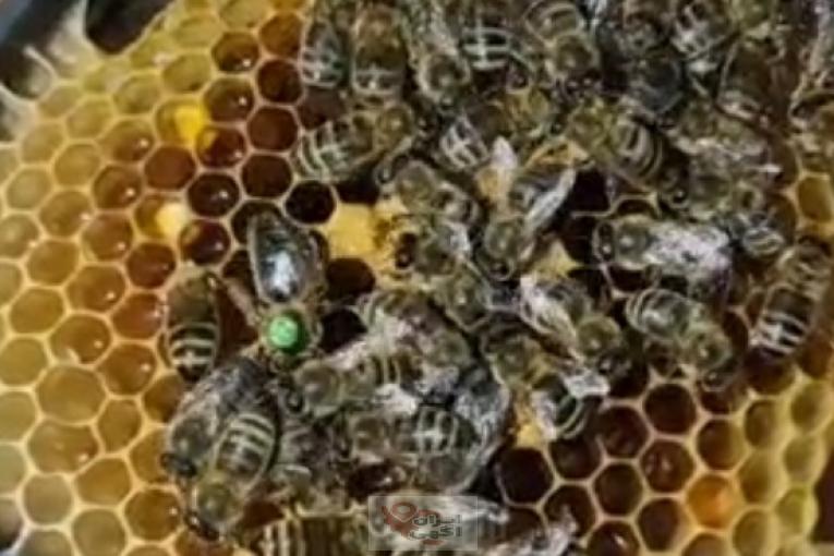 ملکه های وارداتی و لاین کارنیکا .لاین کردوان .لاین بوکفست .لاین لگوستیکا .