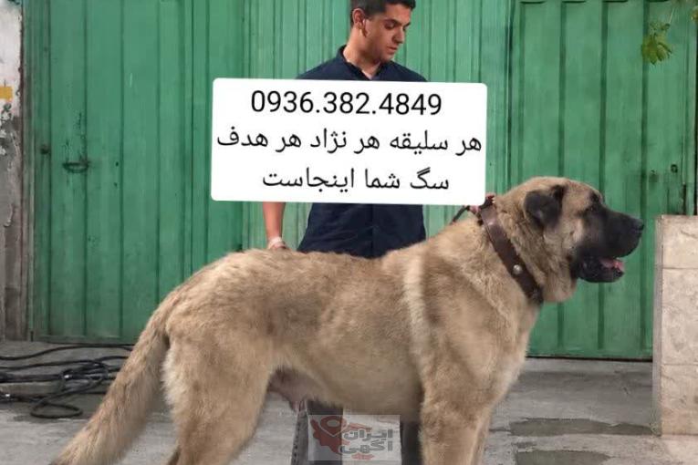 سگ سرابی . کانگال . پژدر . الابای . قفقازی .